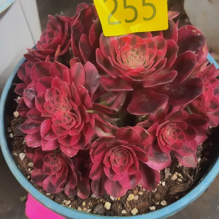 多肉植物荔枝255