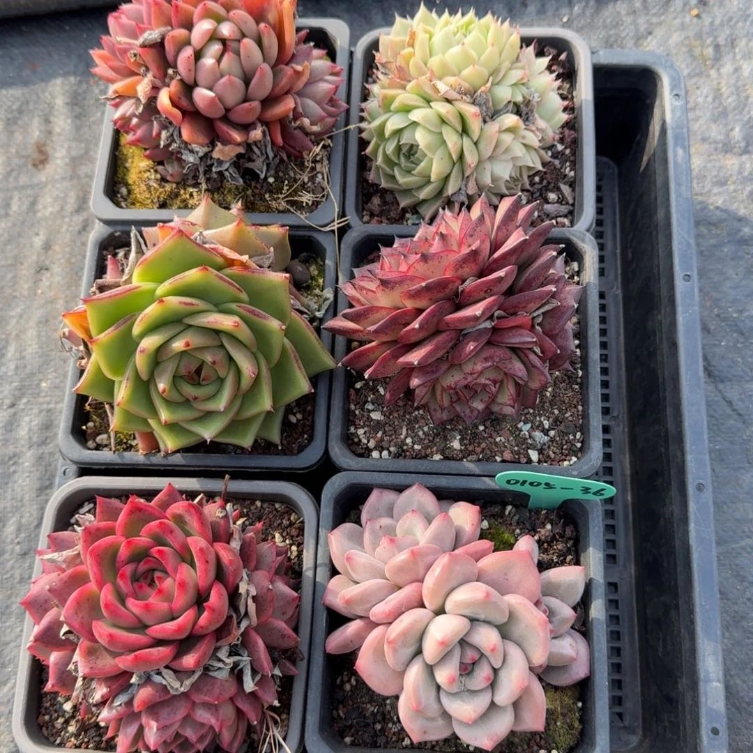 从前慢多肉精选编号0105.36