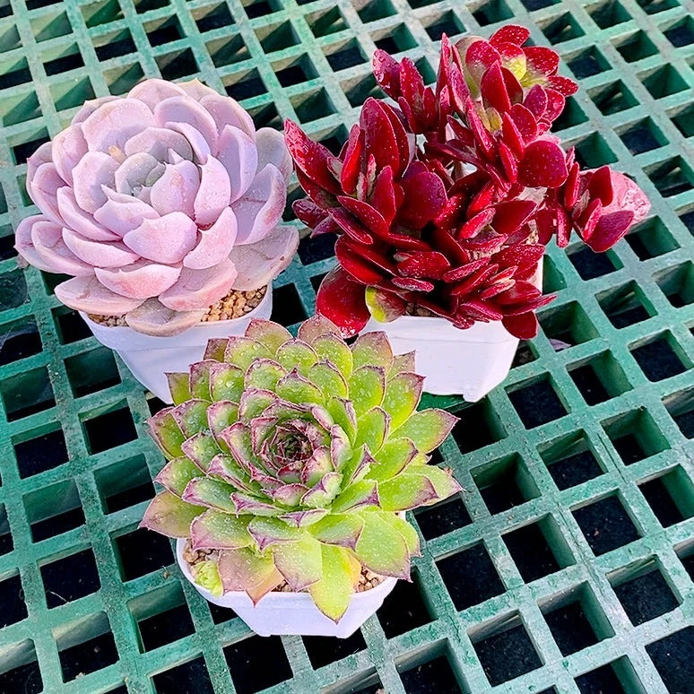 多肉植物紫蝶蓝色惊喜观音莲送盆土