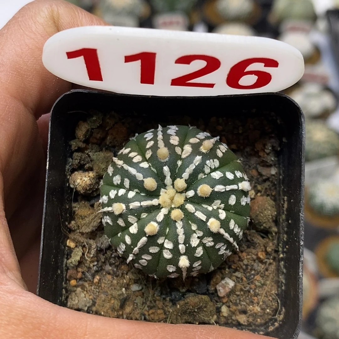 1126福利特价来了哦亲