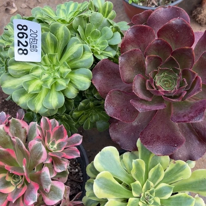多肉植物8628种植物