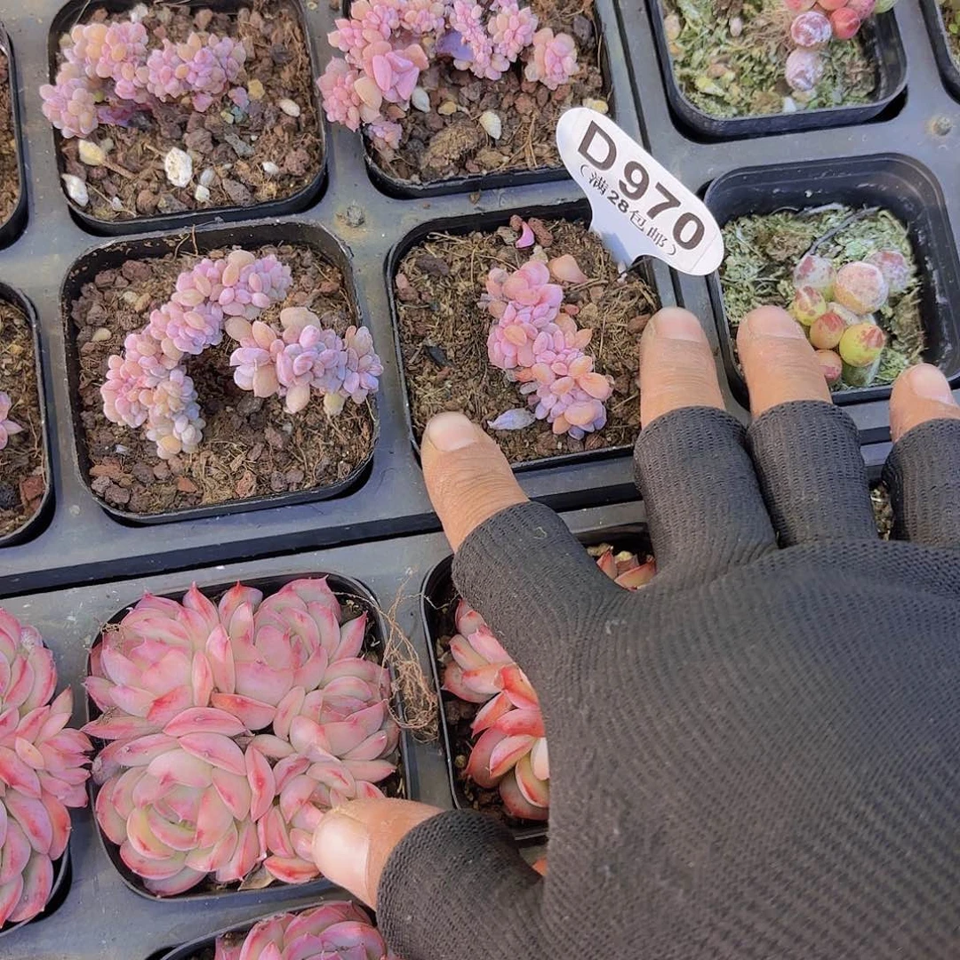 仙*✨D870雪精灵缀一物一拍