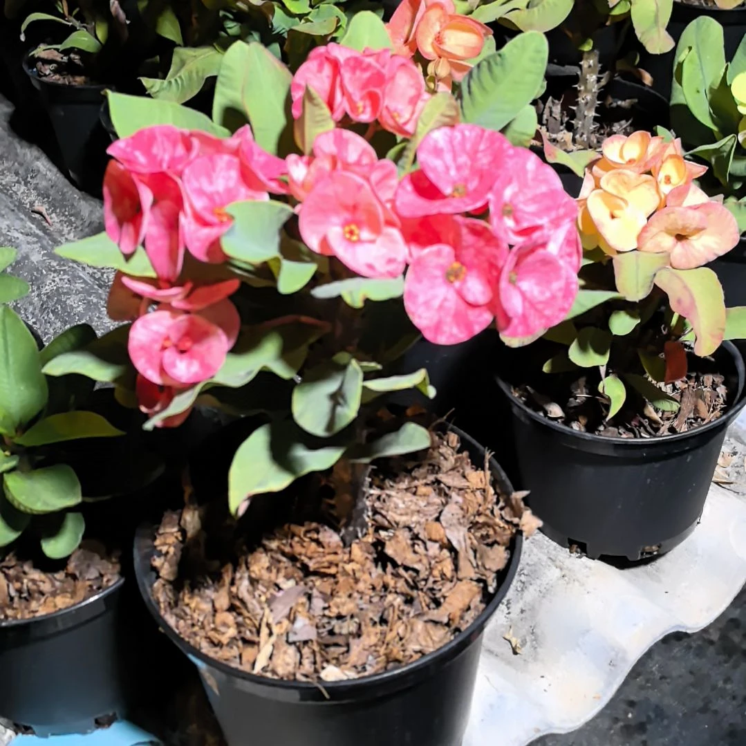 完全开放满月直播间一物一拍