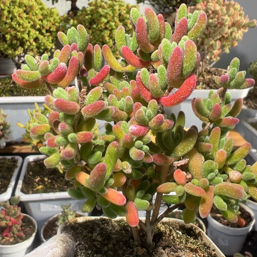 D3078红叶一物一拍