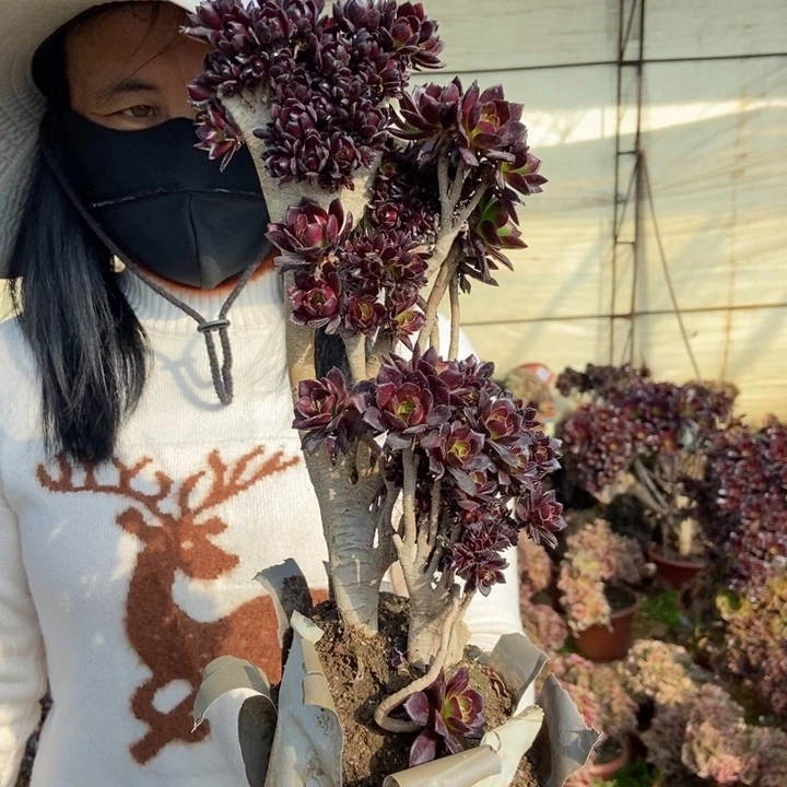 思*658黑法师缀化老桩