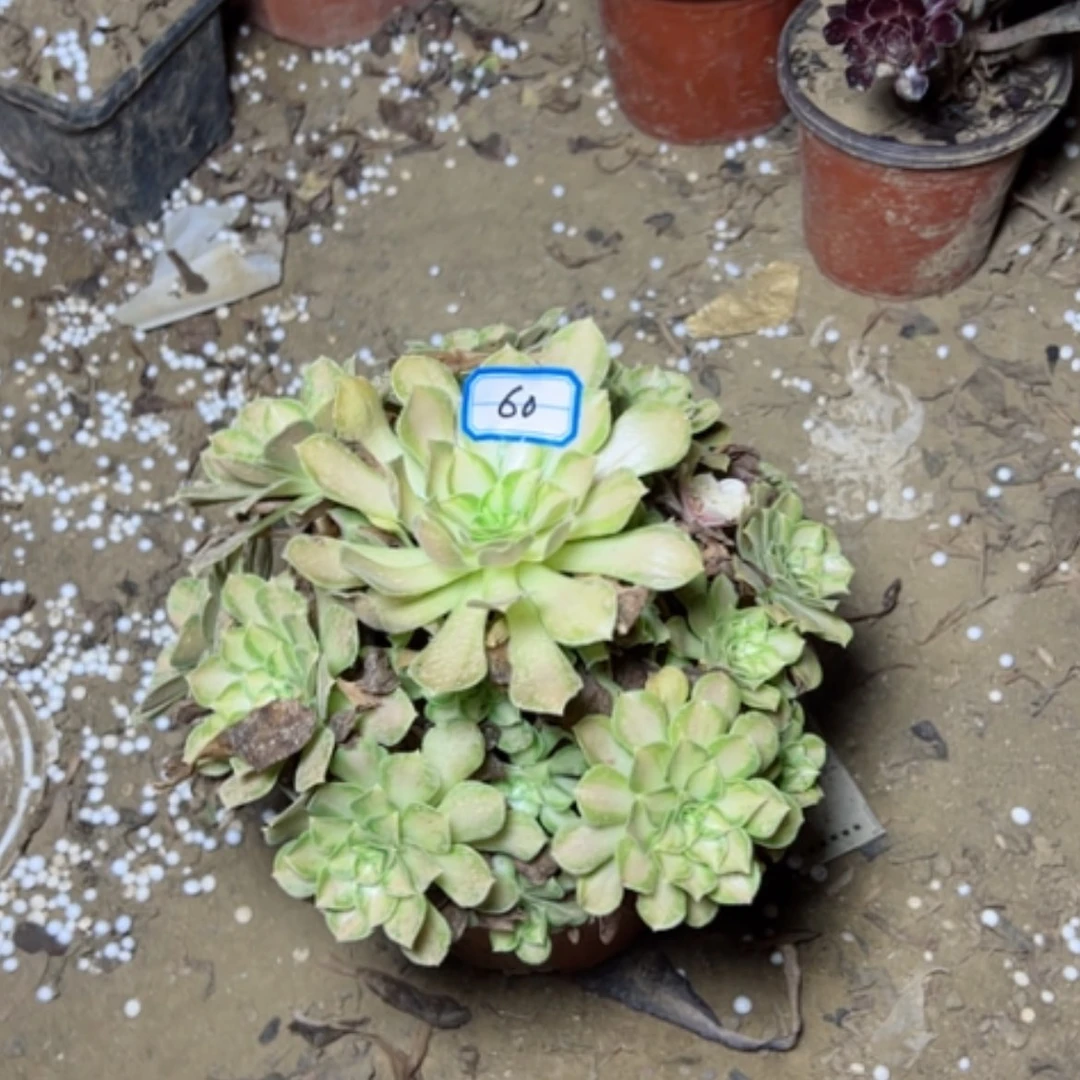 【闪购商品】绍化60