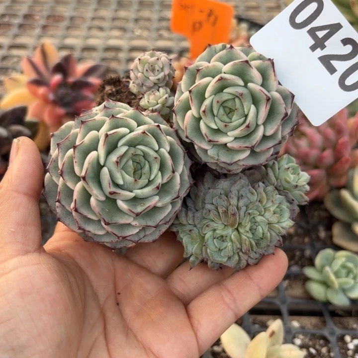 多肉植物满18包邮当场凑单