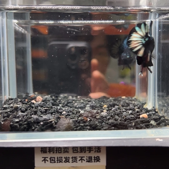 斗鱼竞拍跑单拉黑27号60
