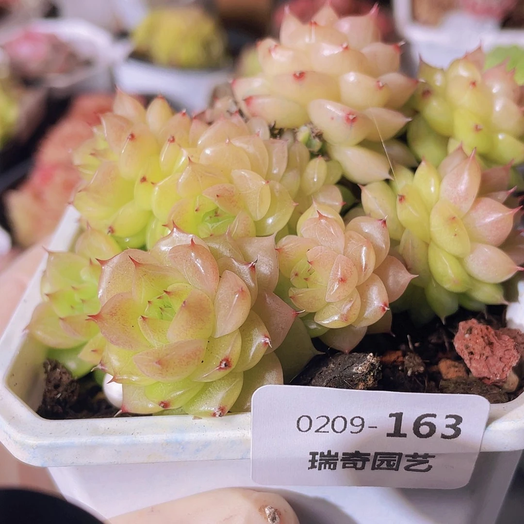 000000000000000163一物一拍