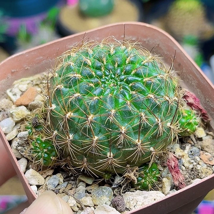 红花沟宝山实生球群一颗