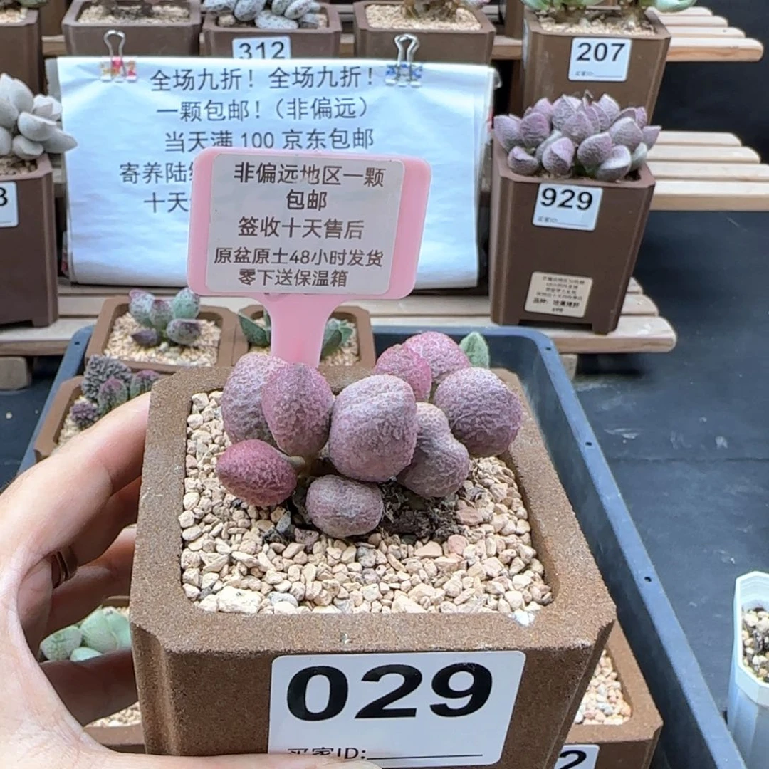 029服部多肉植物