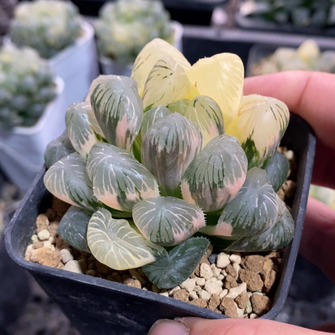 一颗实生大眼珠子玉露锦 新年福利