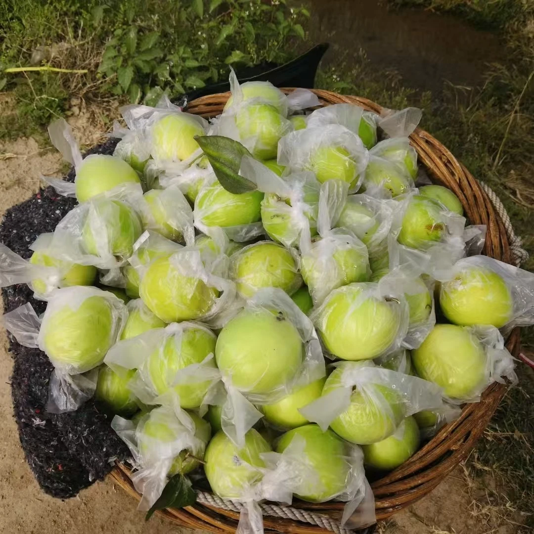 畲乡牛奶枣一斤小果树上自然成熟牛奶大青枣孕妇水果当季鲜果