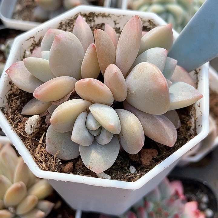 多肉植物红茶2154