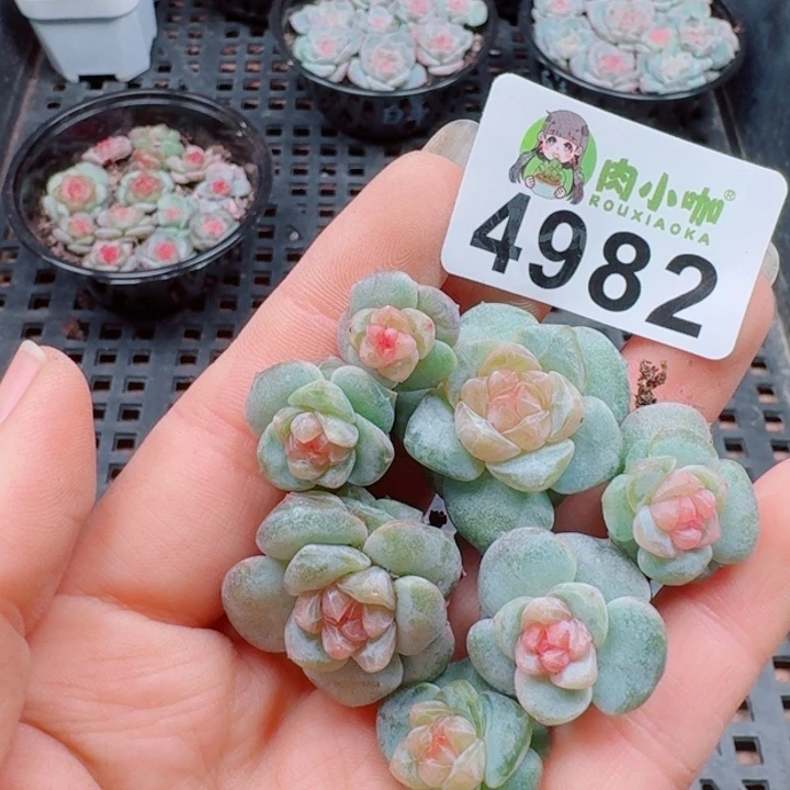 梅***当多肉植物多肉植物