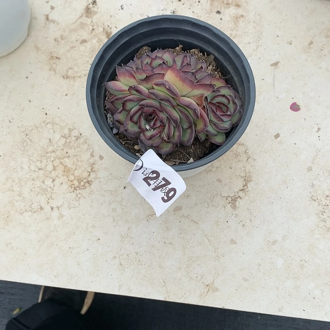 ?****?279肉酱玫瑰多肉植物