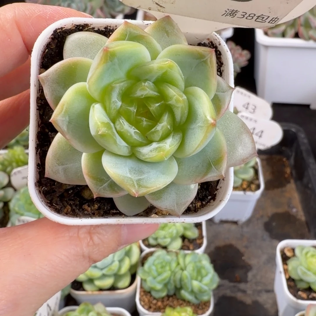 花30珍妮单头45号