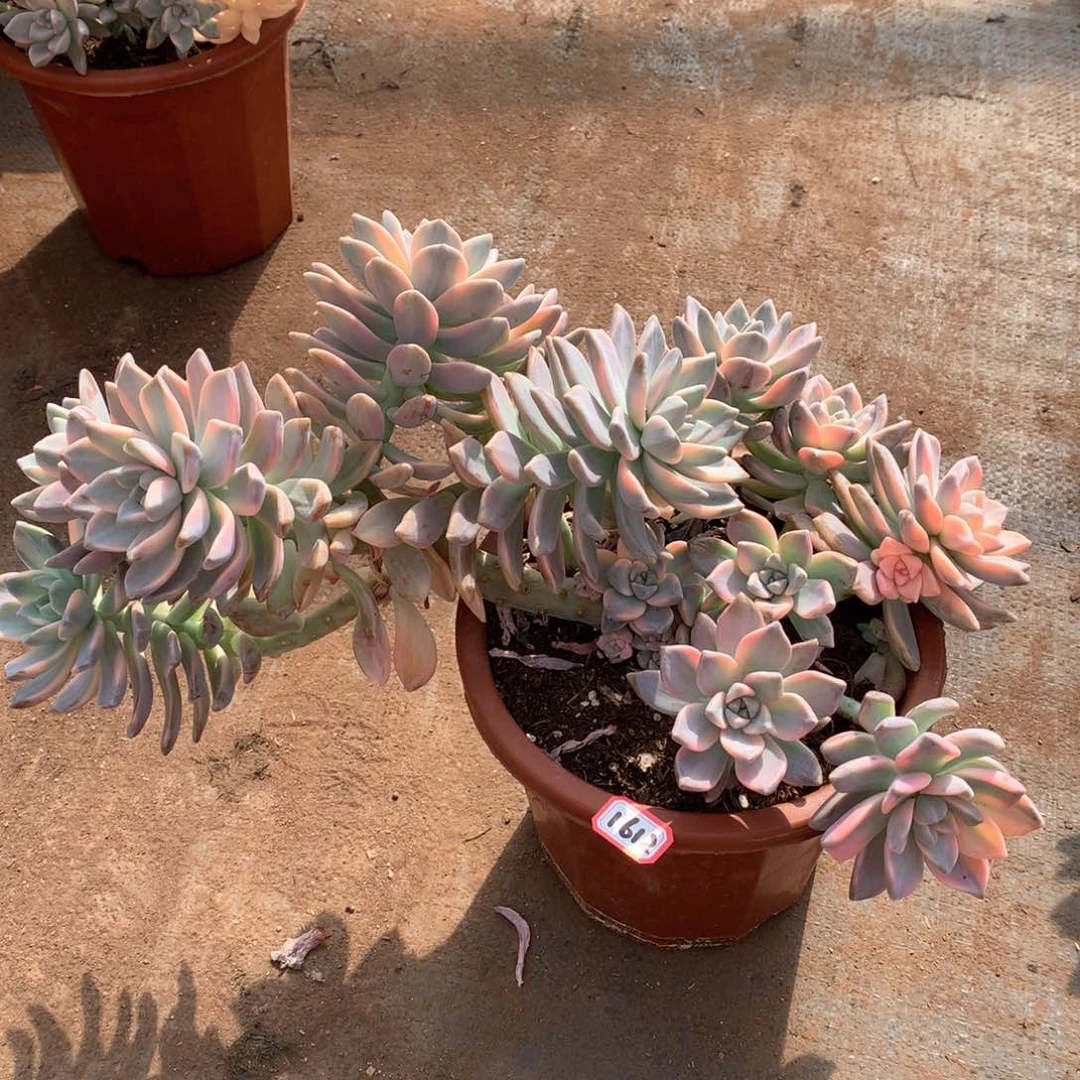 淡雪锦1612晓晓一物一拍