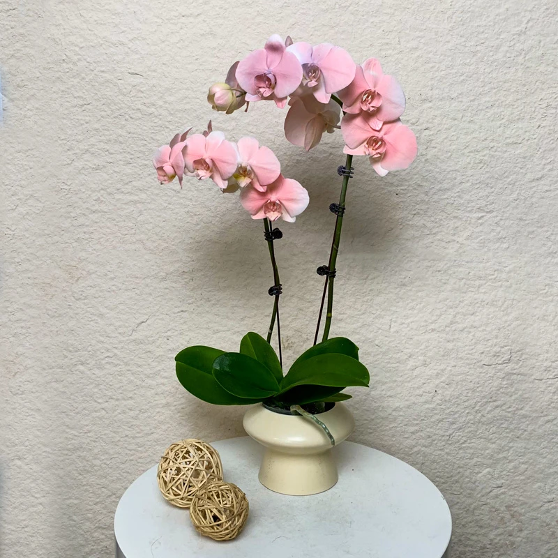 【火烈鸟】鲜花蝴蝶兰创意喷染  轻粉色系家居室内摆放