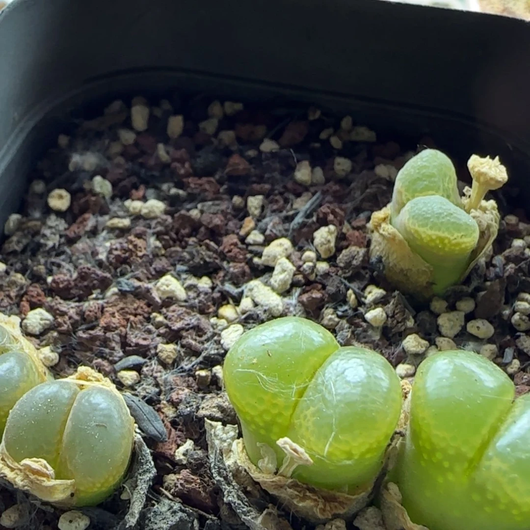 【闪购商品】13075