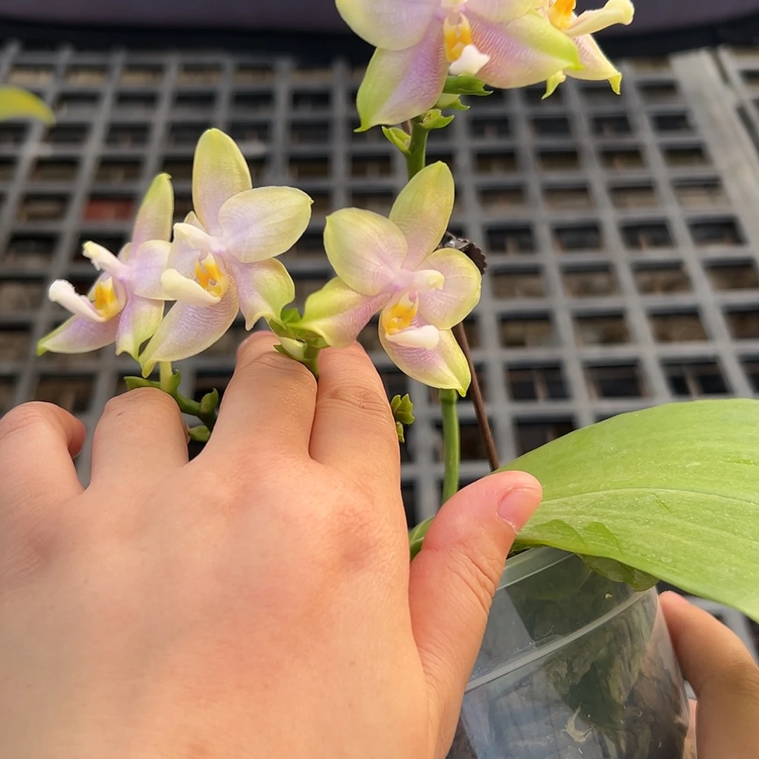 完全开放弥陀白虎交紫罗兰宝石