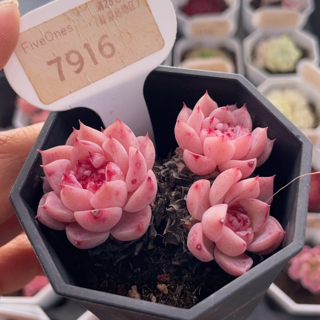 天鹅绒7916-6.0厘米