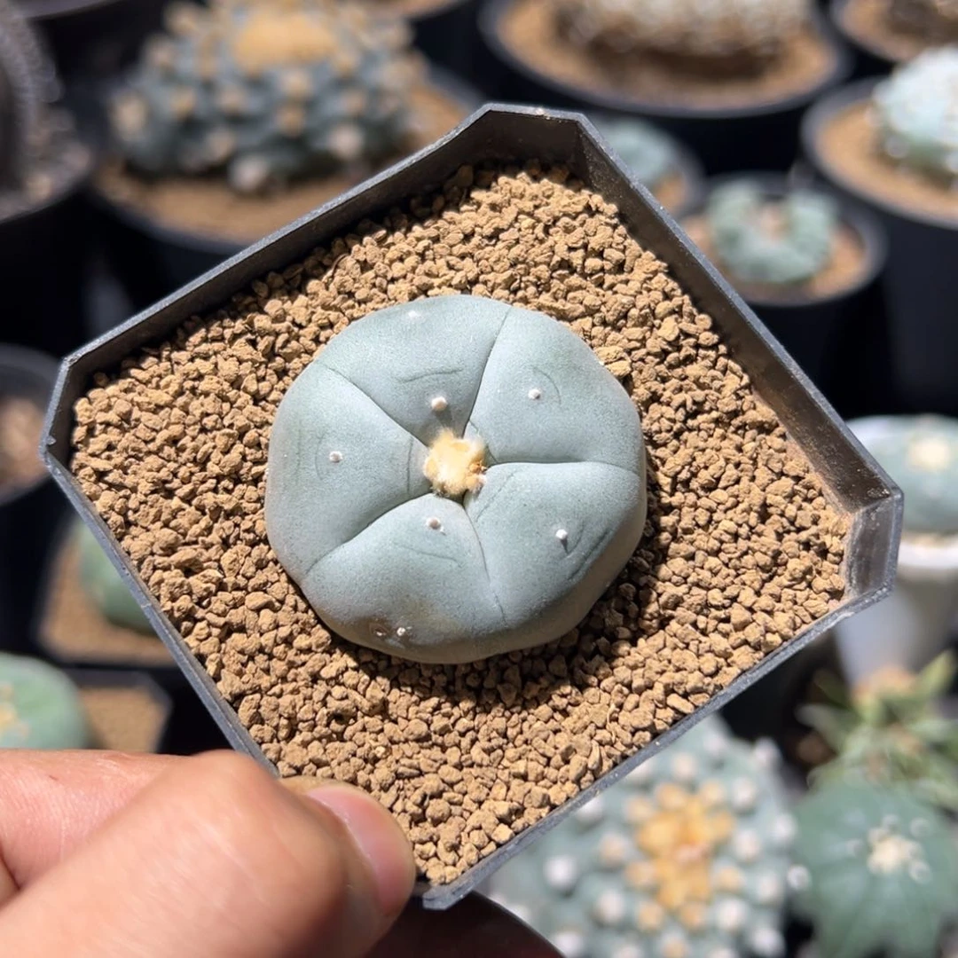 白***i超白肌阶梯肋骨乌