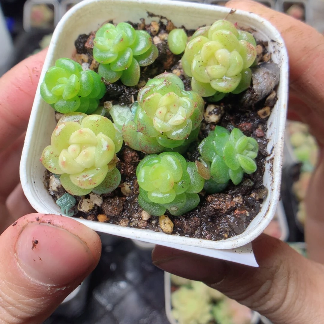 无花朵Q10 yyyyyyy