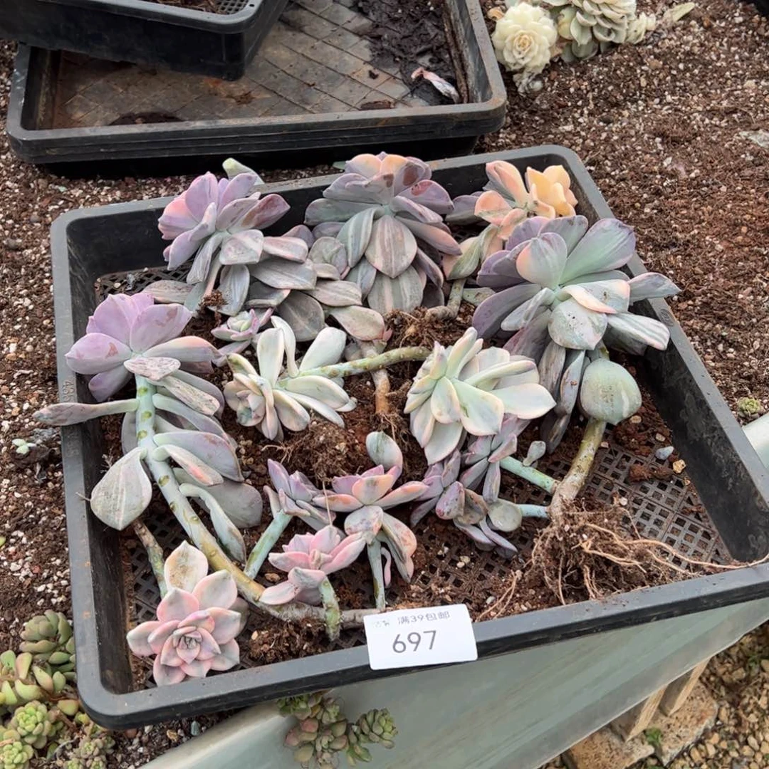 697紫乐锦老桩多肉植物