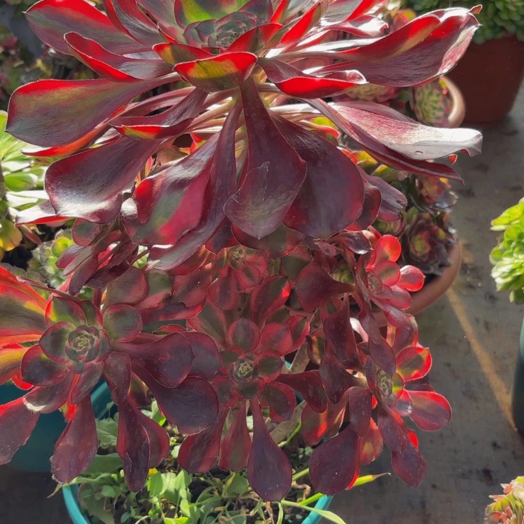 玉***树155多肉植物红魔女特价