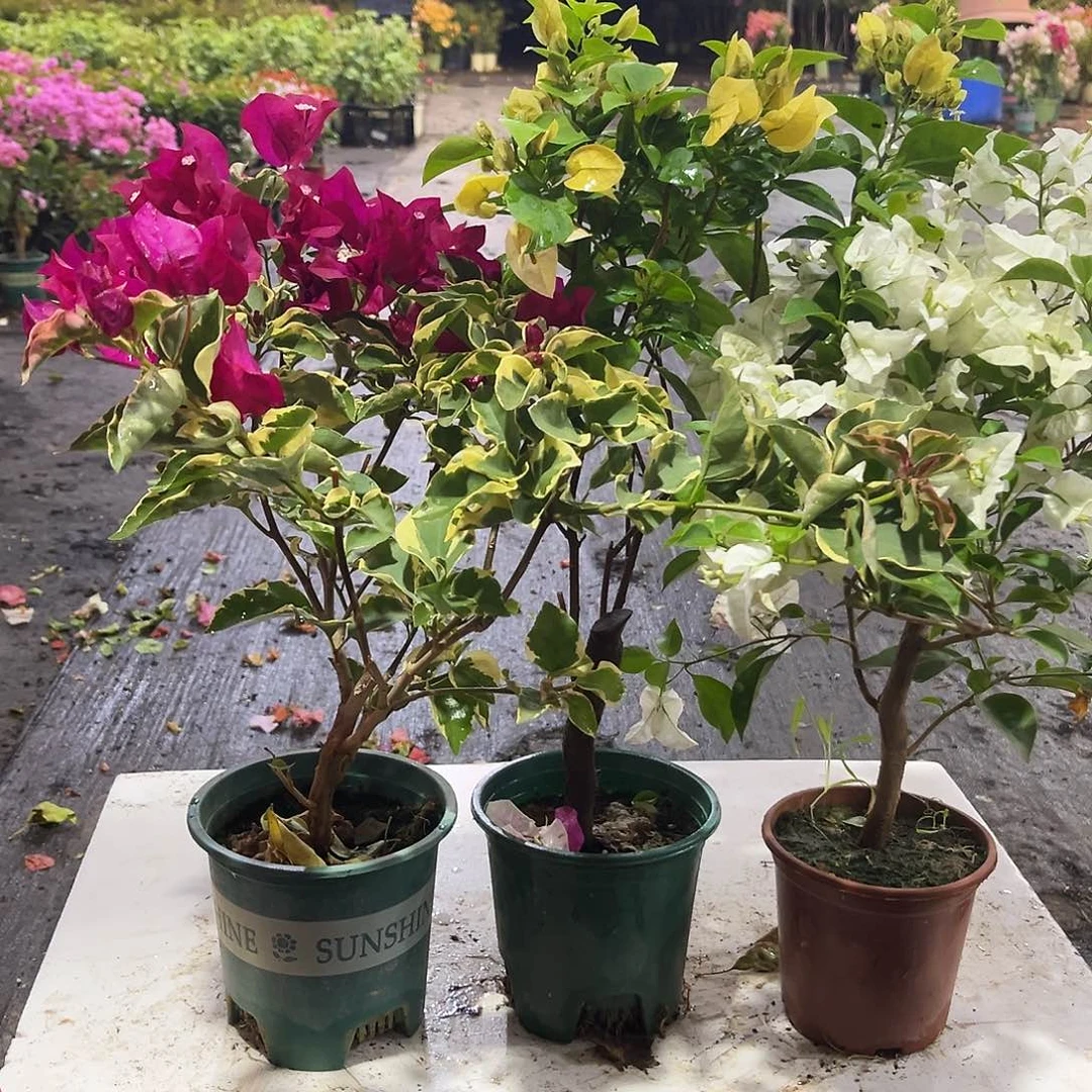 完全开放金边蓝月亮，苏瓦娜，白雪