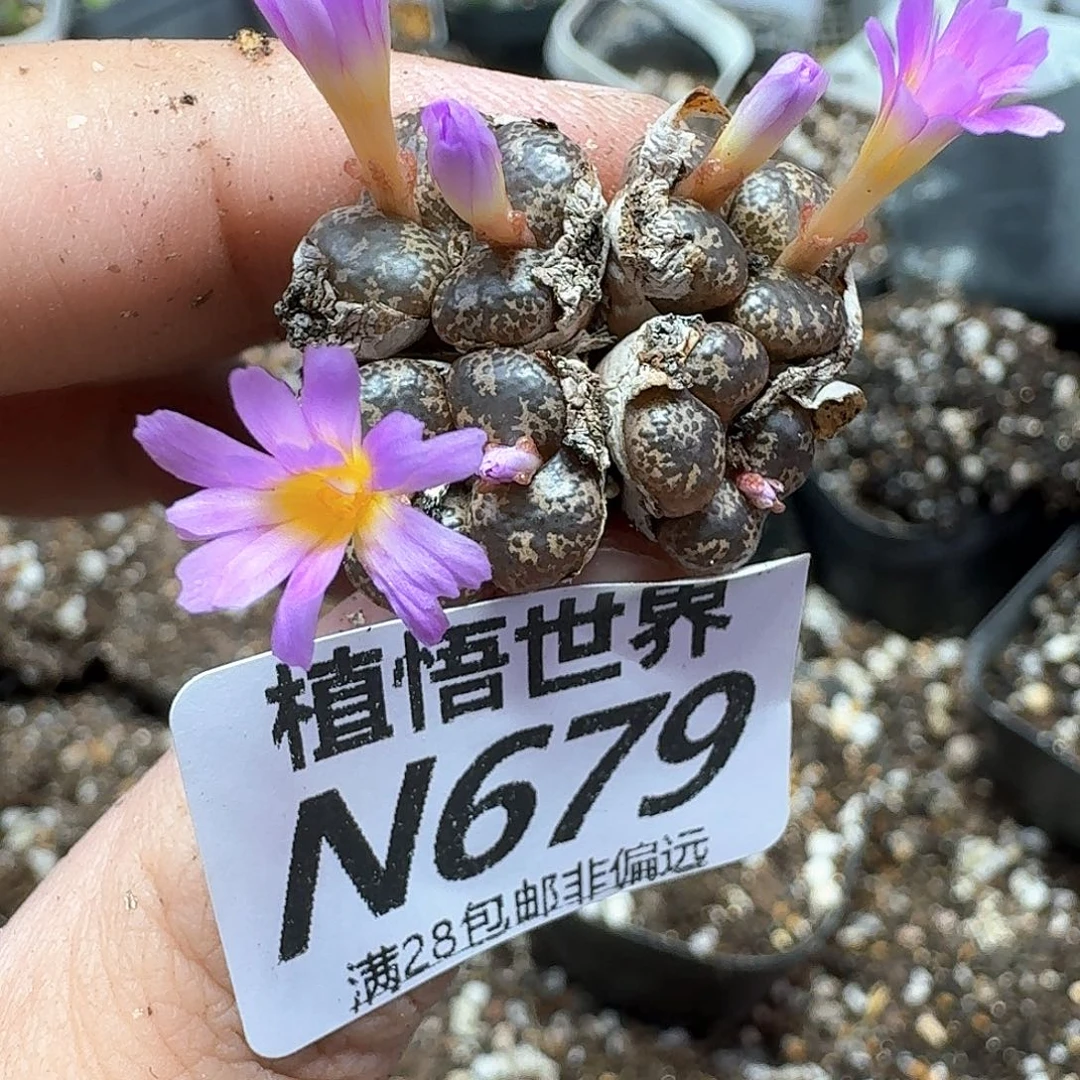 多肉植物的润泽出v