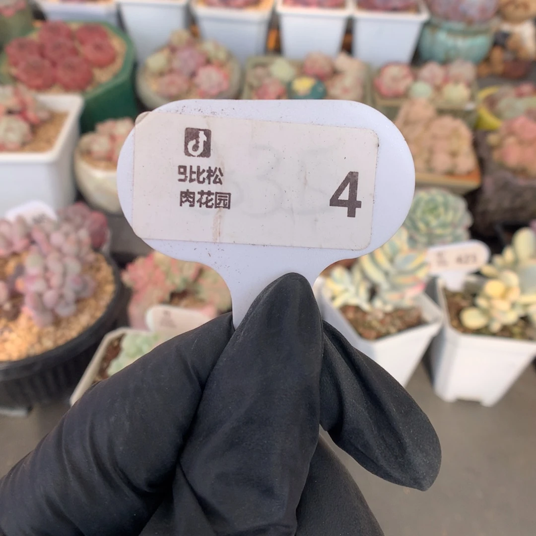 4 冰玉石化盲盒多肉