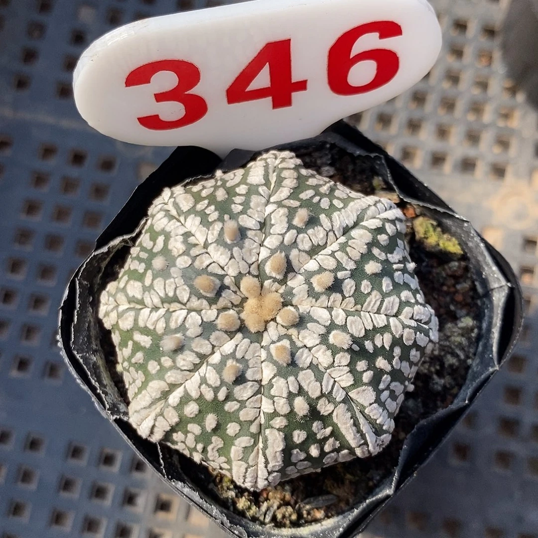 346超兜系列福利来