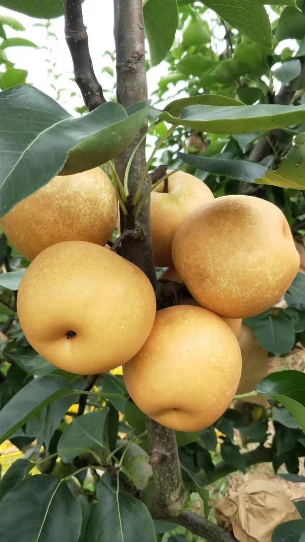 肇庆市封开县果场现摘《早脆李》