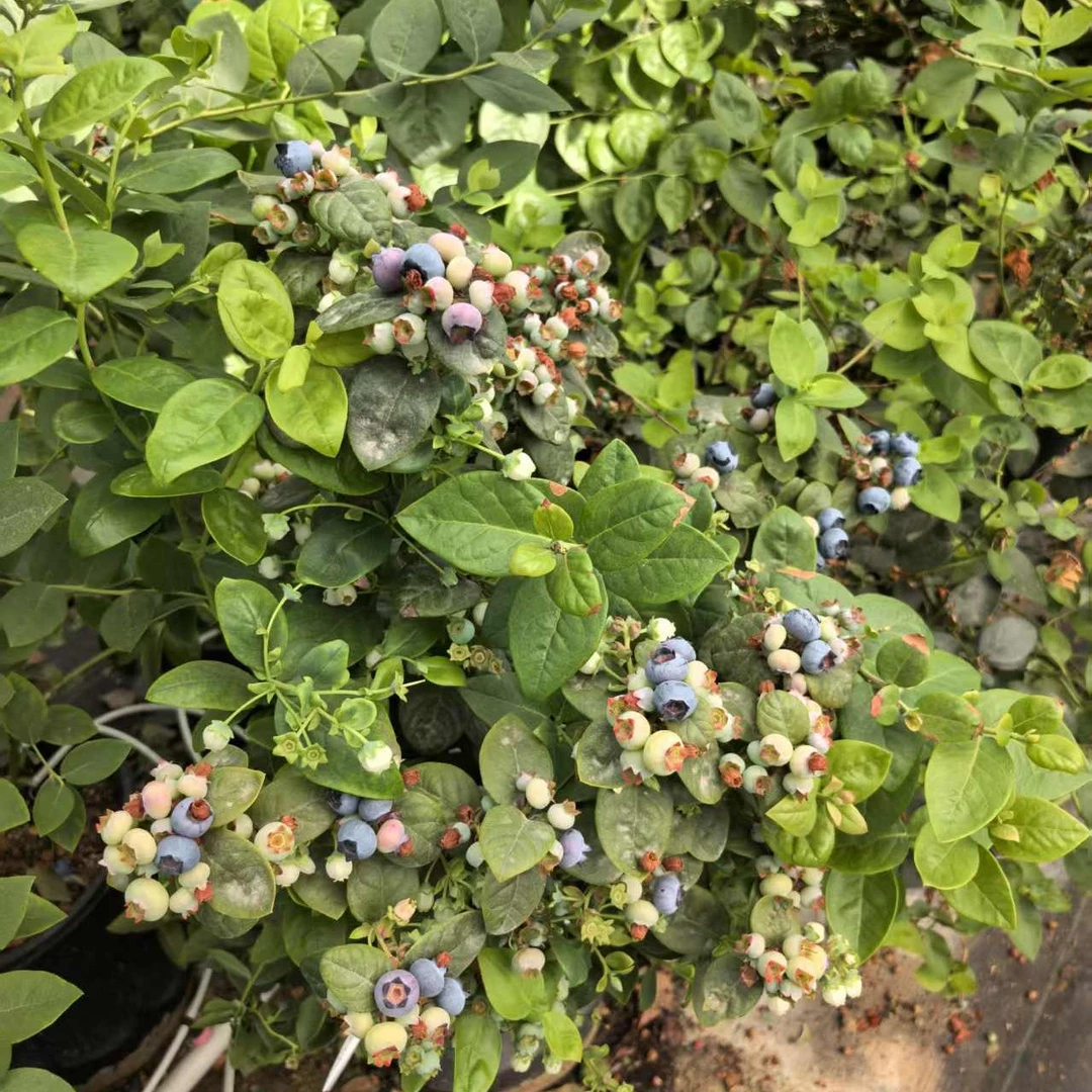 C（带盆（3加仑）带果）丰产蓝莓苗盆栽纯甜高产阳台庭院