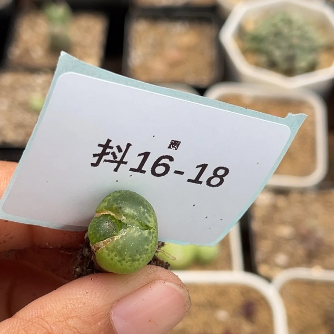 咕***?16-18肉锥多肉植物