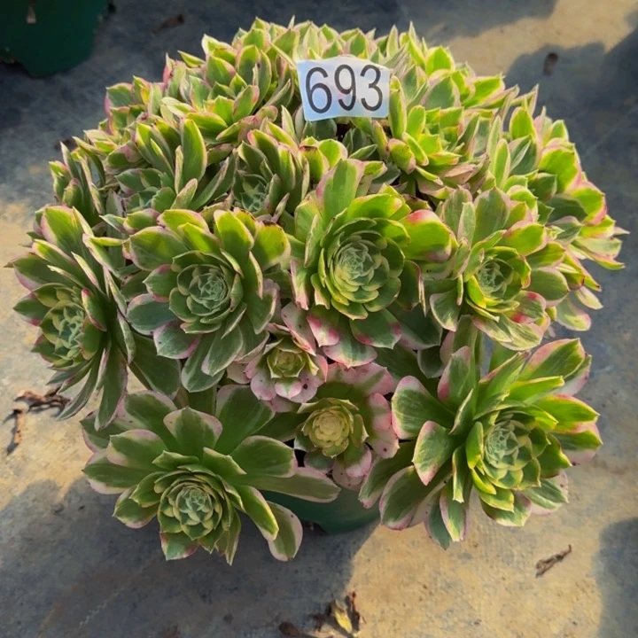 00000000693玉芙蓉
