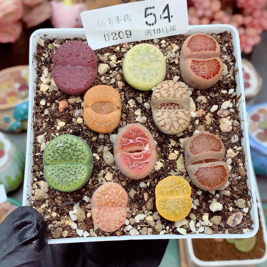 郎哥多肉生石花9-54