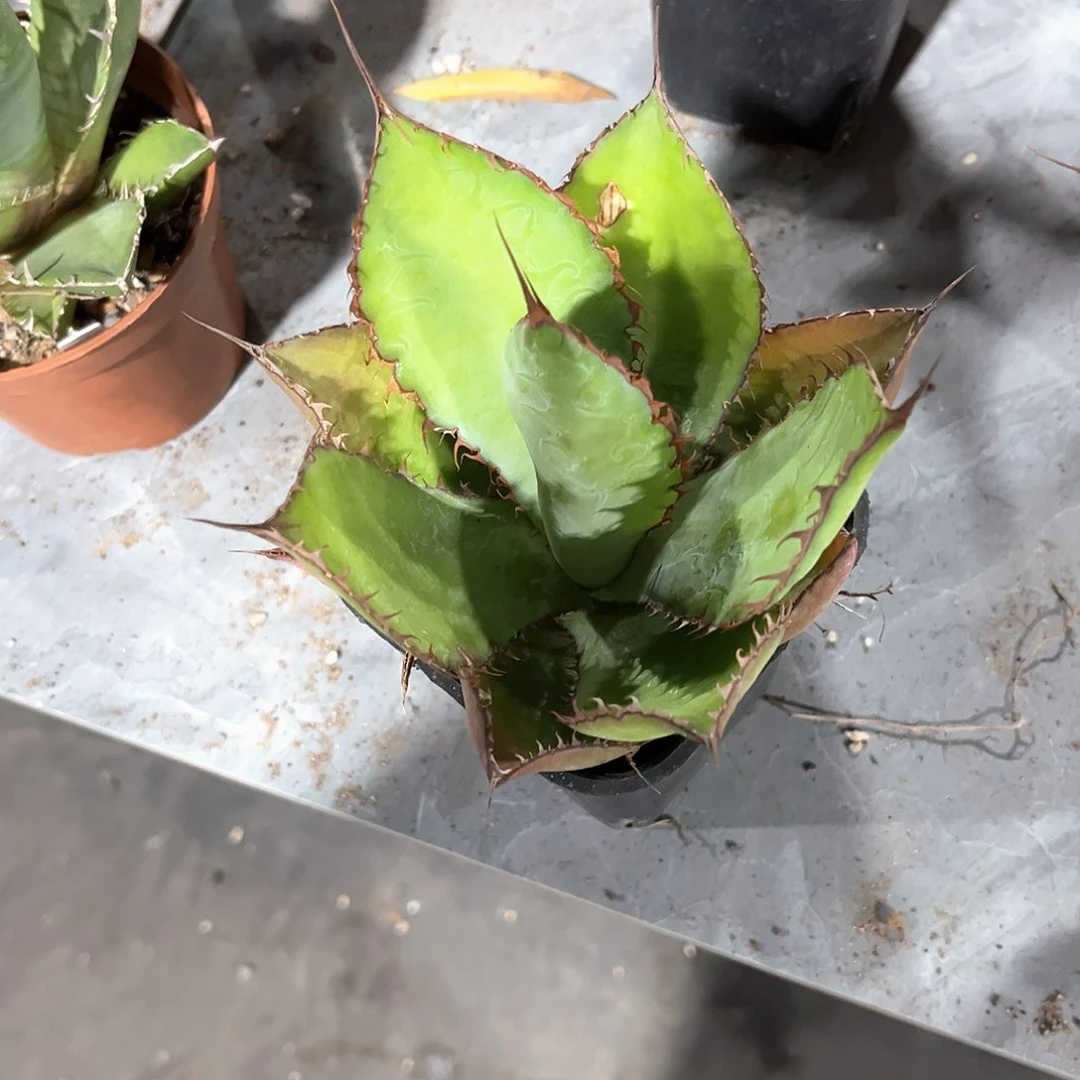 往**生龙舌兰雷鬼时刻随单10