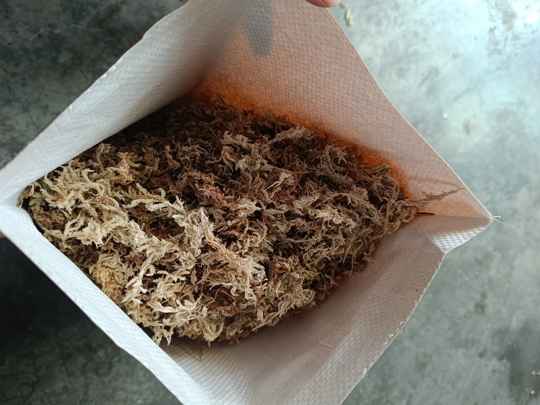 【淘花源记】兰场自用水苔五升左右升四个3.5杯少许杂质介意勿拍