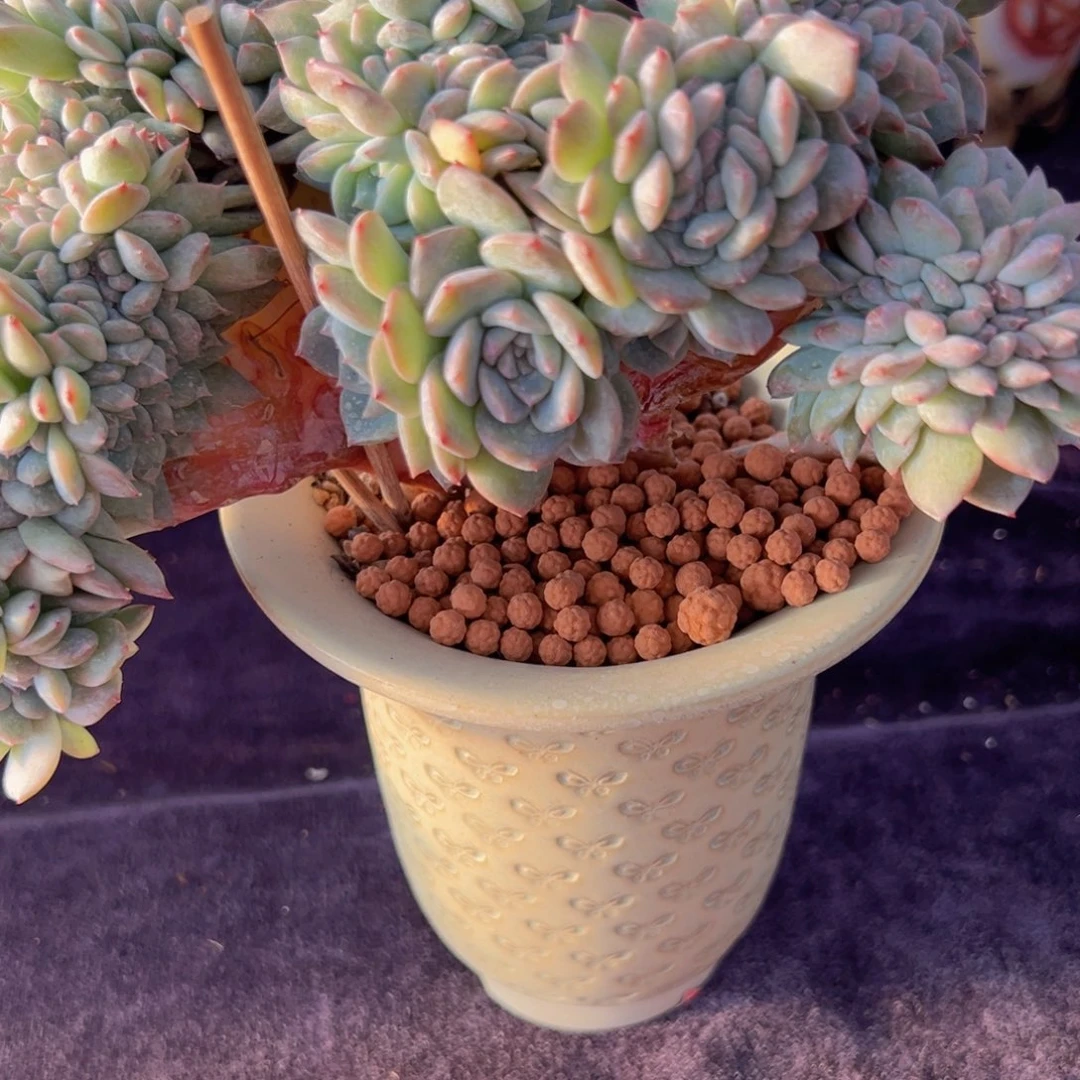 蓝*泡新年快乐啊宝宝们8888888888888