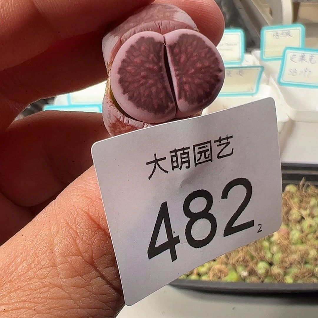 0000482 一物一拍……
