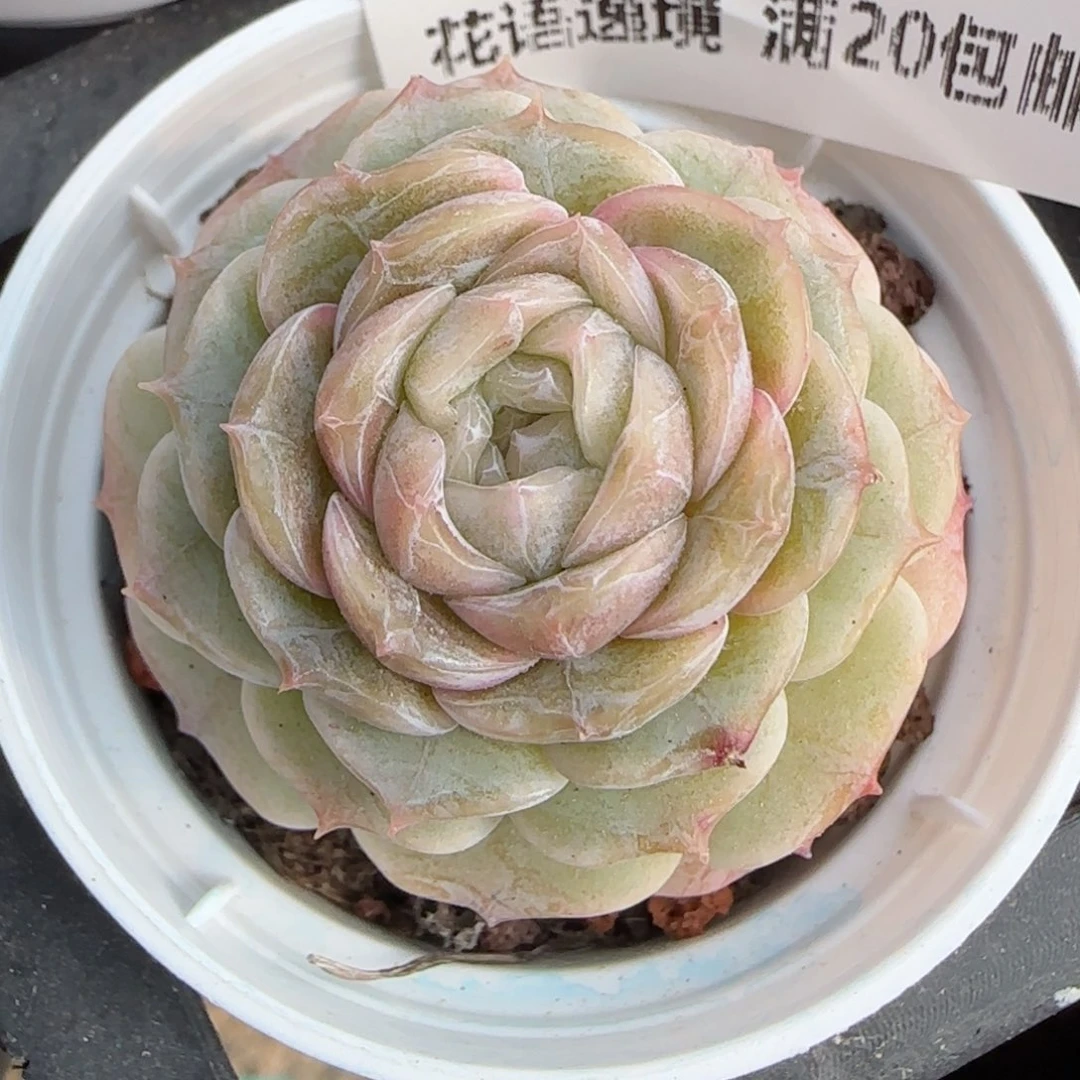 花语逸境0222-54