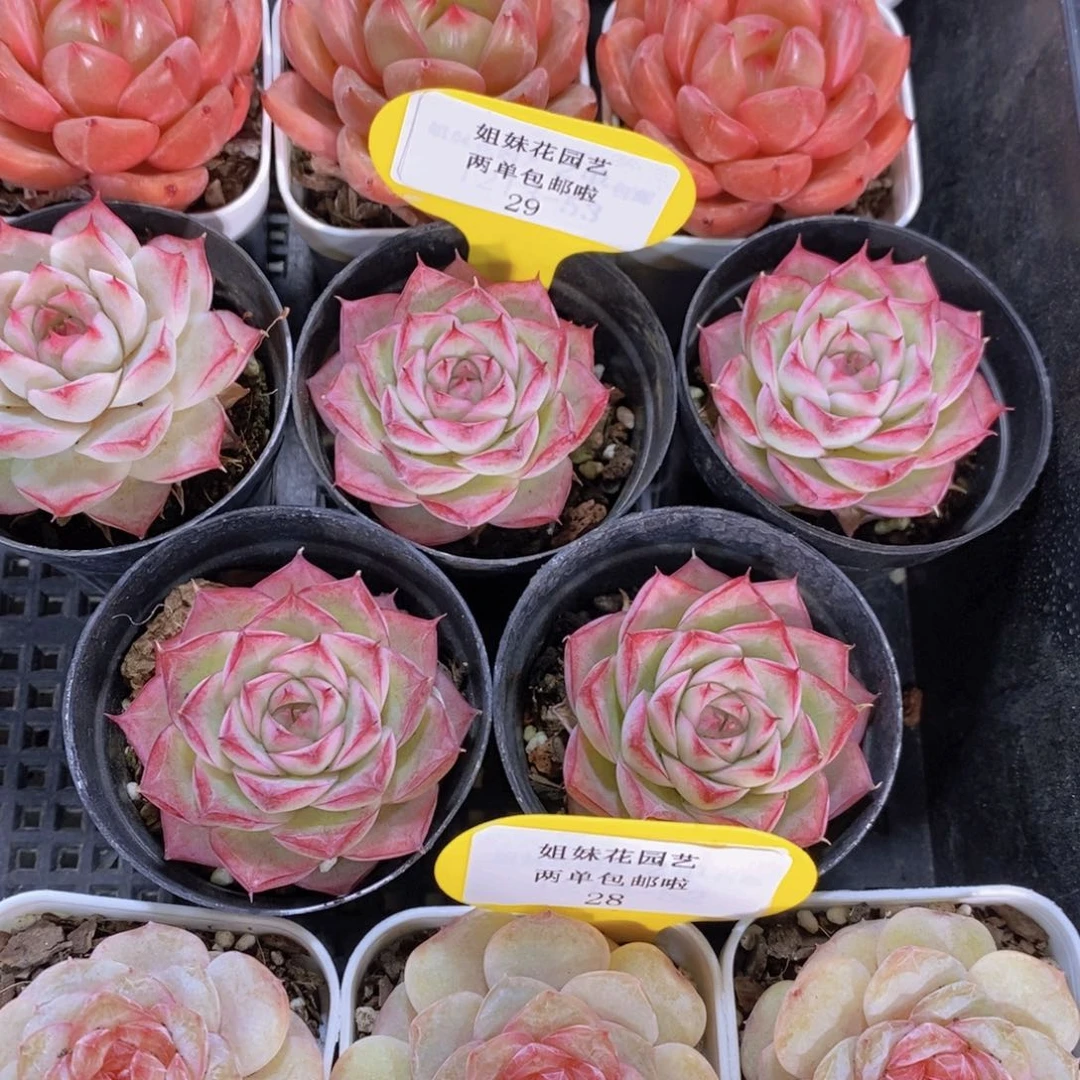 29-精品玫瑰花女王单头一个