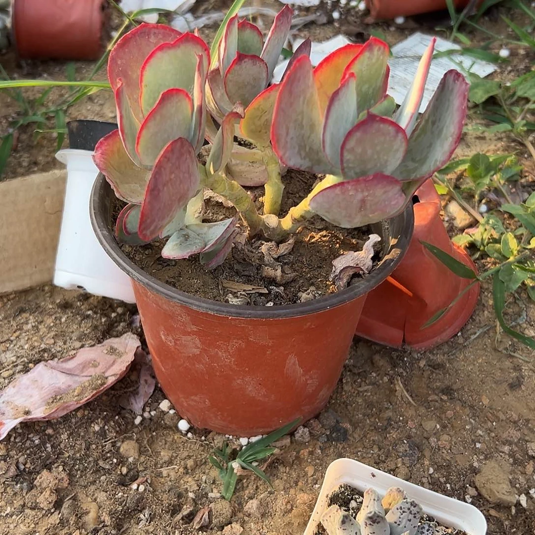 多肉植物有砍青州白眉