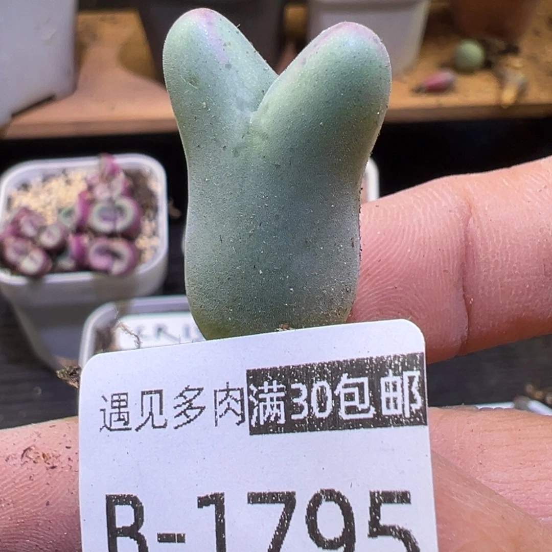 多肉植物111111111111