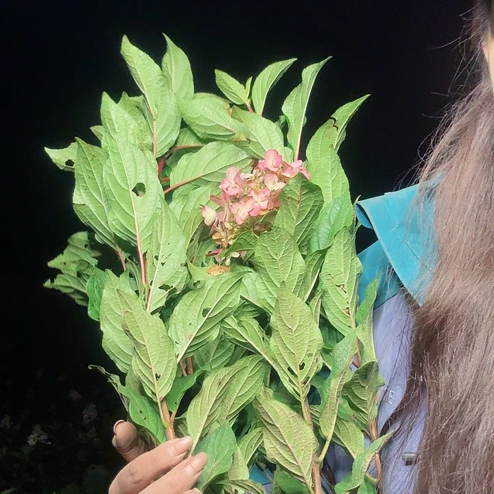 当前无花朵，栽培后可花朵