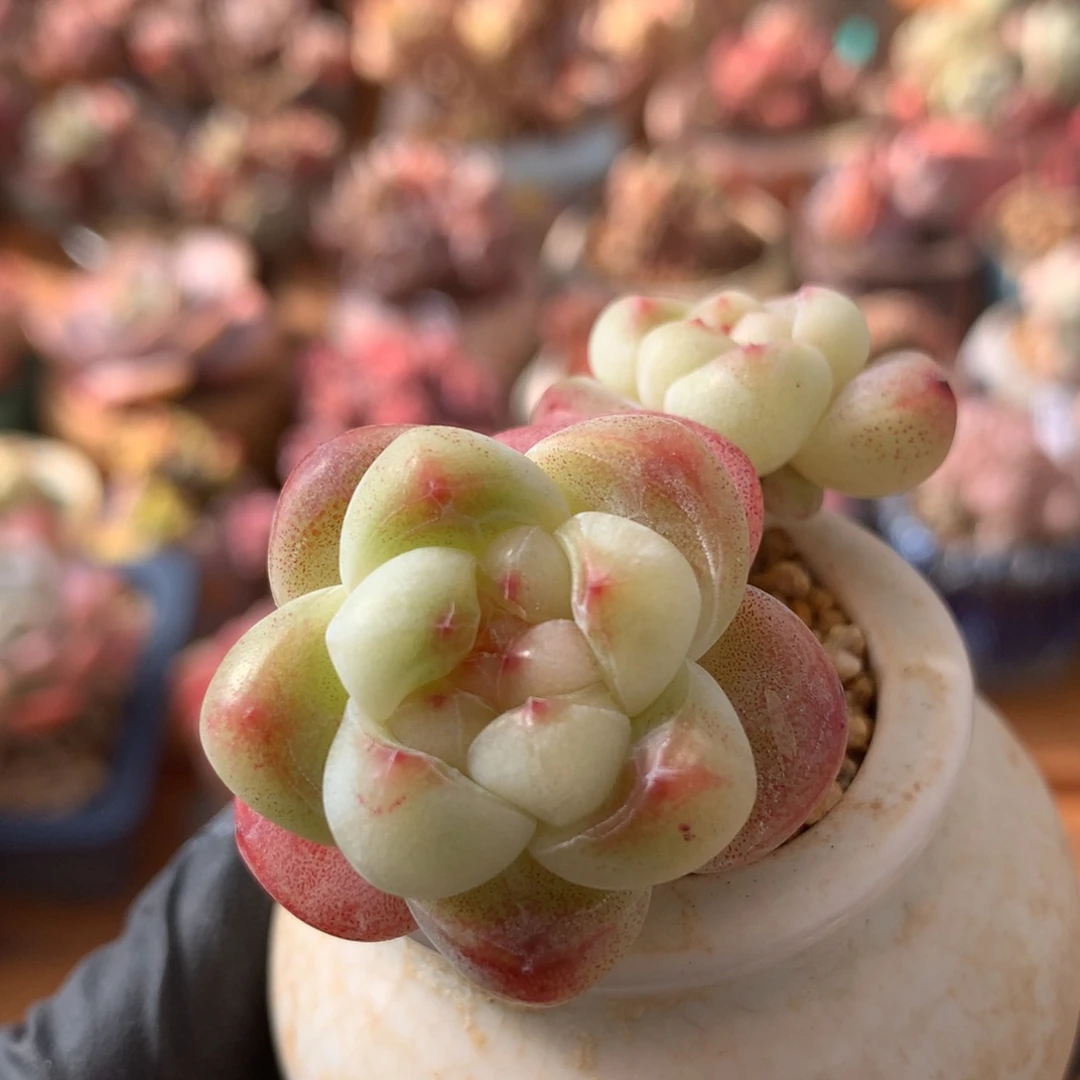 冰玉一物一拍 027