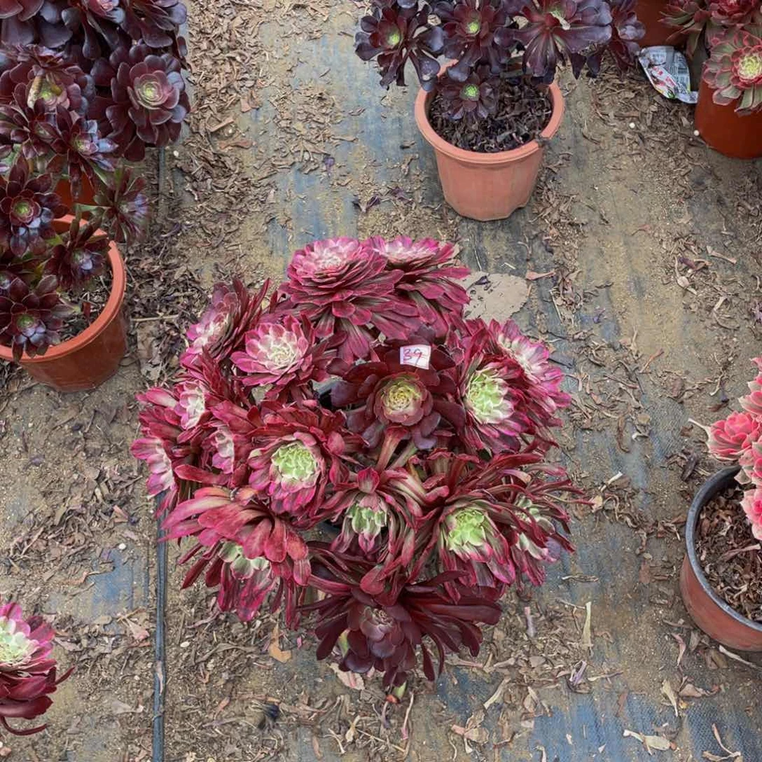 39超黁鲜花老桩鲜花